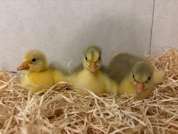 Pluimvee te koop, Animaux & Accessoires, Volatiles, Sexe inconnu