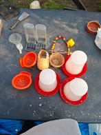 Article oiseaux, Dieren en Toebehoren, Vogels | Duiven