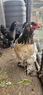 Broedeieren Brahma kippen, Animaux & Accessoires, Enlèvement ou Envoi