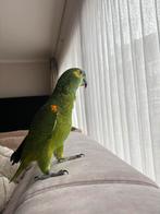 Amazone a front Bleu, Mâle