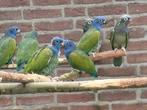 Pionus Maximiliani-papegaai en nog.., Dieren en Toebehoren, Vogels | Parkieten en Papegaaien, Vrouwelijk, Papegaai, Geringd