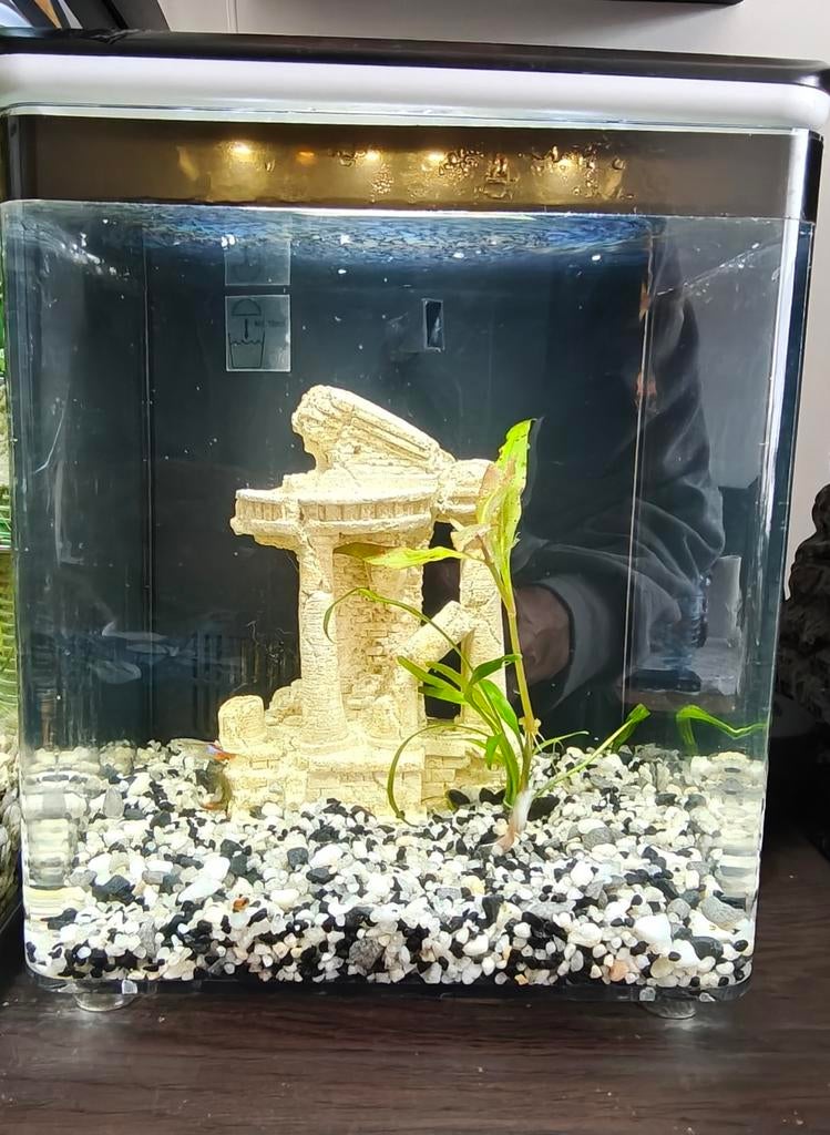 Kleine aquarium Superfisch, Dieren en Toebehoren, Ophalen, Verwarming, Superfish