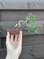 Bonsaï Juniperus Mame - Génevrier Pot signé Tokoname, Enlèvement ou Envoi, En pot, Moins de 100 cm, Plein soleil