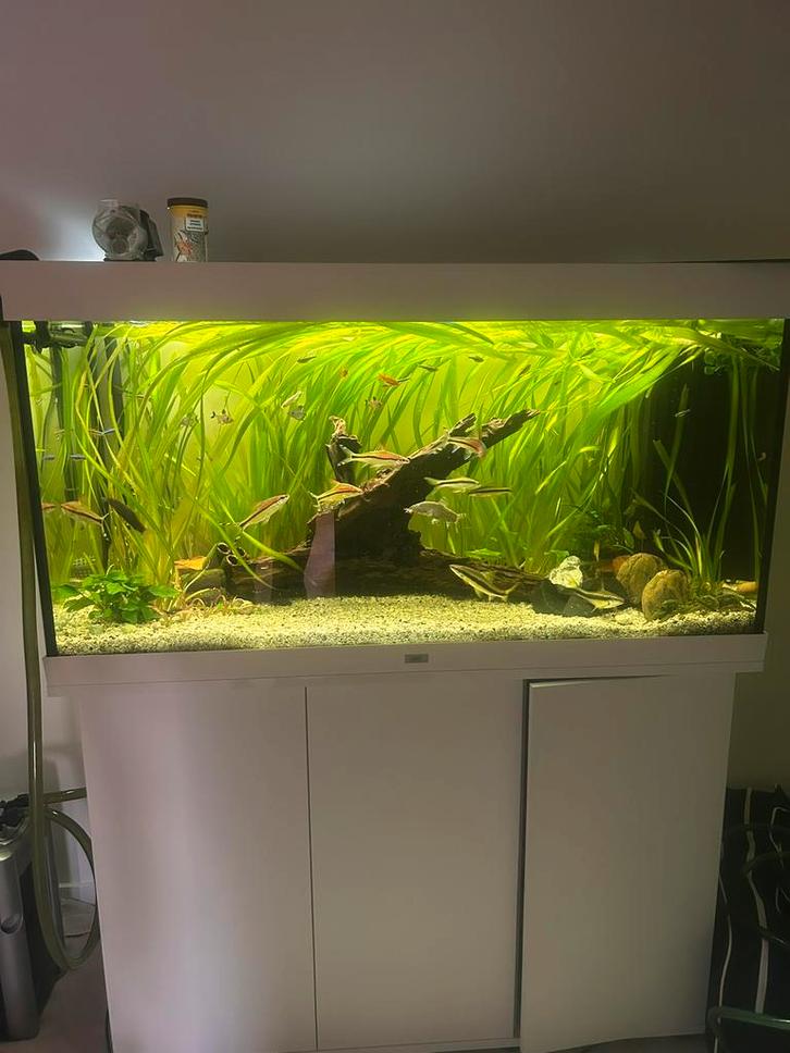 Gratis vissen, Dieren en Toebehoren, Vissen | Aquaria en Toebehoren, Zo goed als nieuw, Ophalen