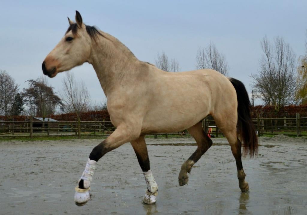 Dressuur gefokte hengst PRE X BWP, Animaux & Accessoires, Chevaux, Étalon, Vermifugé