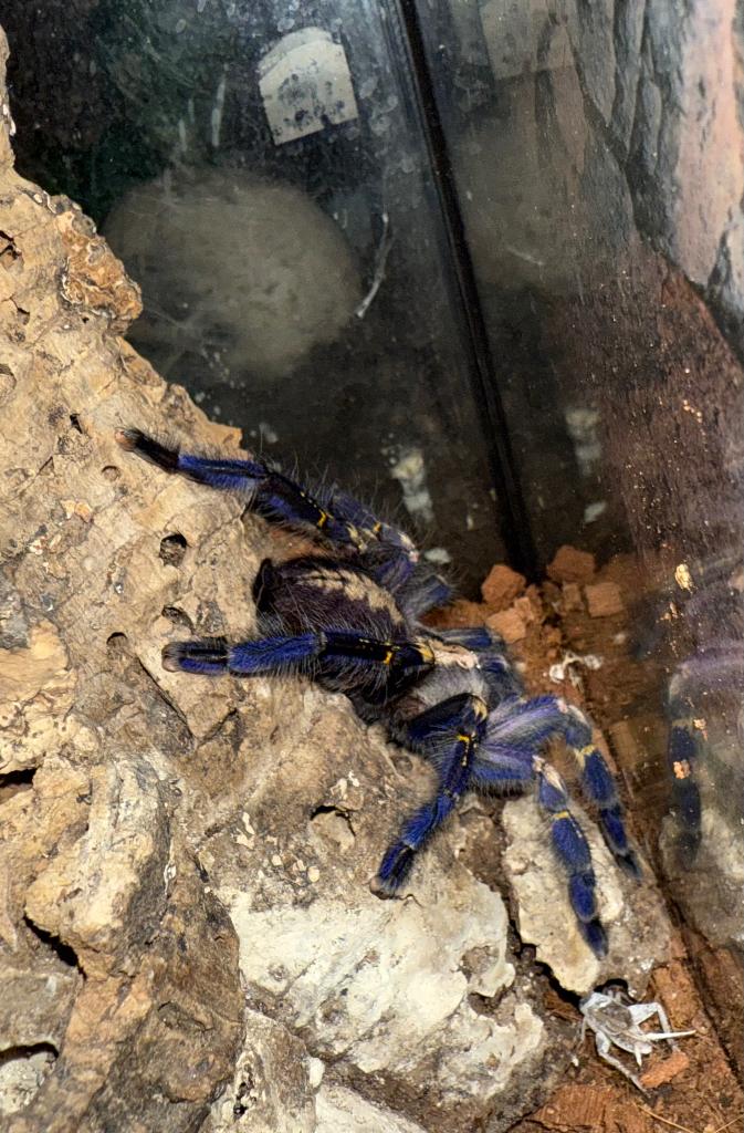 1.1 Poecilotheria metallica adult, Animaux & Accessoires, Enlèvement, Neuf, Terrarium ou Paludarium