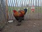 Goudpatrijs Brahma haan, Dieren en Toebehoren, Pluimvee