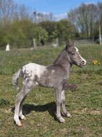 Uniek silverdapple appaloosa hengst veulen nmprs, Dieren en Toebehoren, Pony's, Hengst