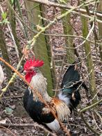 Gratis mooi Engels haantje, Mâle, Poule ou poulet