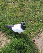 Nonduif te koop, Dieren en Toebehoren, Pluimvee, Mannelijk, Overige soorten