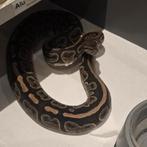 Wildkleur ballpython 0.1, Dieren en Toebehoren