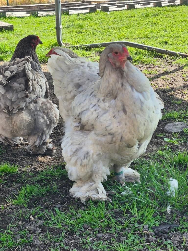 Show hen van 2025 splash brahma, Dieren en Toebehoren, Pluimvee