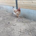 Kippen  20€ per stuk, Dieren en Toebehoren