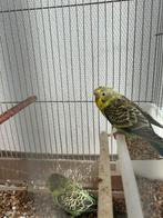 Grasparkieten 2 voor €30, Dieren en Toebehoren, Geslacht onbekend