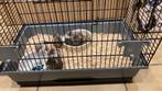 Dwerghamsters, Dieren en Toebehoren, Knaagdieren, Januari, Meerdere dieren, Hamster