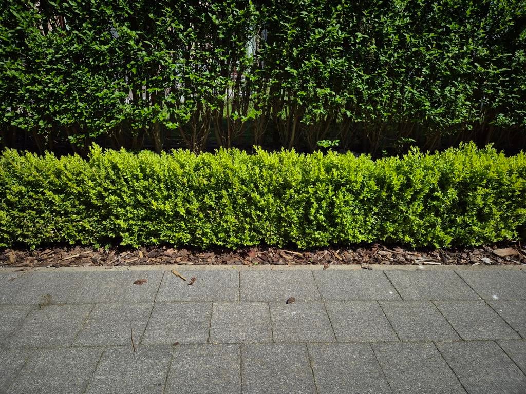 Gezonde buxus planten, Jardin & Terrasse, Plantes | Arbustes & Haies, Enlèvement, Buis, Haie, Moins de 100 cm
