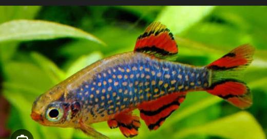 Galaxy rasbora