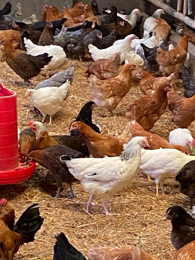 Kippen  leg en sierkippen, Dieren en Toebehoren, Pluimvee