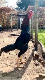 O-Shamo haan, Dieren en Toebehoren