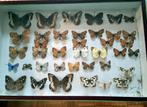 oudere verzameldoos vlinders, Verzamelen, Dierenverzamelingen, Verzenden, Gebruikt, Insect, Opgezet dier