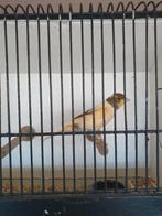 Mooie kanarie man 2025, Mâle, Canari de couleur