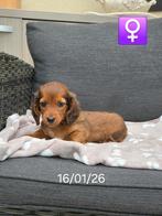 beau teckel à poil long kaninchen, Animaux & Accessoires, Chienne, Belgique, Poils longs, Un chien