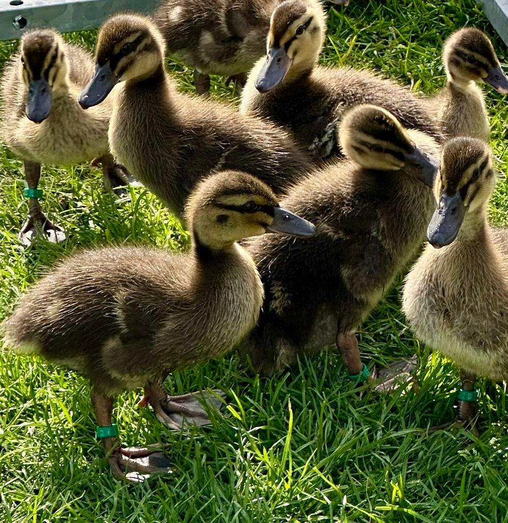 Eendjes, Animaux & Accessoires, Volatiles, Canard, Plusieurs animaux