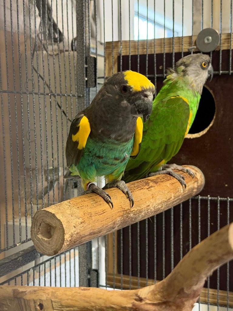 Mâle meyer, Dieren en Toebehoren, Mannelijk