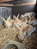 Vlaamse reus, Dieren en Toebehoren, Konijnen, Meerdere dieren, Groot