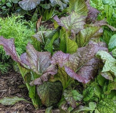 10 graines de feuille de moutarde japonaise Red Giant, Jardin & Terrasse, Bulbes & Semences, Envoi, Graine