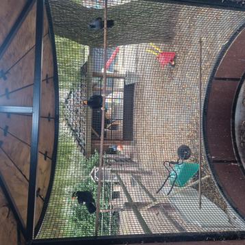 Te koop super koppel grote beo , zelf mee gekweekt ,  beschikbaar voor biedingen