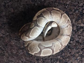 Python regius, Animaux & Accessoires, Reptiles & Amphibiens