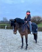 Superbraaf paardje te koop, Dieren en Toebehoren, Ruin, Met stamboom, 3 tot 6 jaar