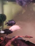 Convict chicliden, Dieren en Toebehoren, Vissen | Aquariumvissen, Vis