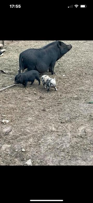 Porcs Gottinger, Juin, Plusieurs animaux