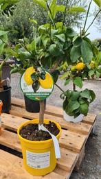 Citrus citroen - 4 seizoenen, Ophalen