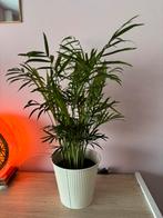 Kamerplanten, Groene kamerplant, Ophalen, In pot, Halfschaduw
