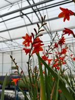 Crocosmia verschillende soorten p13, Tuin en Terras, Ophalen, Zomer, Vaste plant