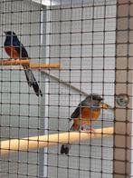 Koppel schamalijsters, Dieren en Toebehoren, Vogels | Overige Vogels