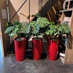 Kunstplanten Monstera in hoge plantenbakken, Maison & Meubles, Accessoires pour la Maison | Plantes & Fleurs artificielles, Comme neuf
