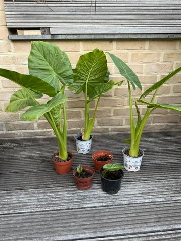 Alocasia of olifantsoor beschikbaar voor biedingen