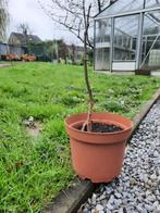 Jeunes noyers d'Amérique à vendre, Jardin & Terrasse, 400 cm ou plus, Printemps, Enlèvement, Autres espèces