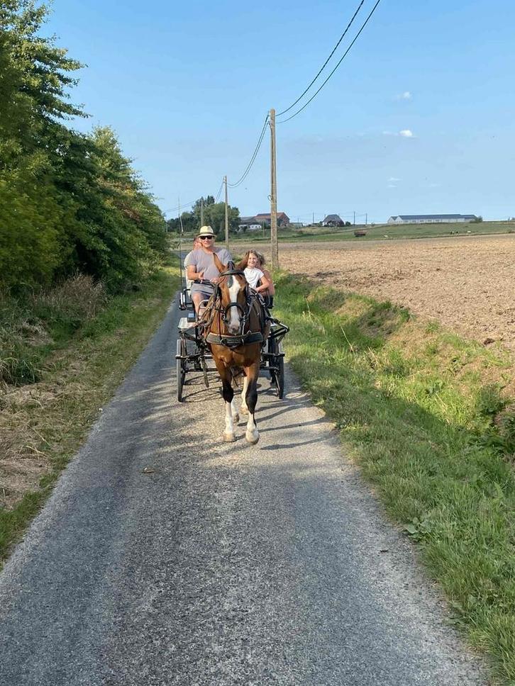 Franche montagne 3 ans, Dieren en Toebehoren, Paarden, L