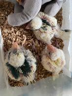 Kakariki, Animaux & Accessoires, Sexe inconnu, Perruche, Bagué