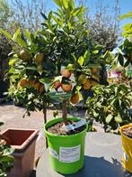 Citrus Kucle, Tuin en Terras, Ophalen
