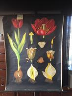 Retro schoolkaart - Tulp - kaart 443, Ophalen of Verzenden, Gebruikt