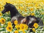 Arabian Mares for sale or lease, Dieren en Toebehoren, Merrie, Niet van toepassing, Minder dan 160 cm, Gechipt