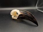 Skull Von der Deckens tok (femelle) 1, Collections, Comme neuf, Crâne, Enlèvement ou Envoi, Oiseaux