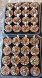 cactussen Ferocactus gymnocalycium ferobergia lobivia, Ophalen of Verzenden, Cactus, Minder dan 100 cm, Bloeiende kamerplant