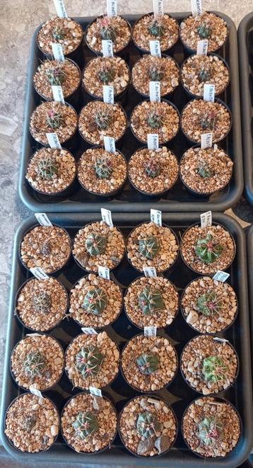 cactussen Ferocactus gymnocalycium ferobergia lobivia  beschikbaar voor biedingen